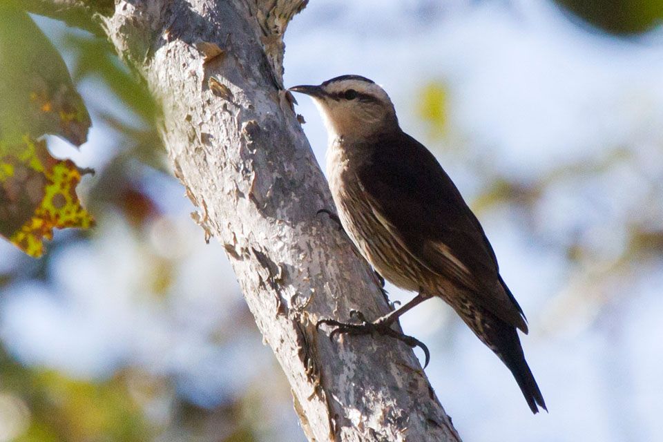 Brown Treecreeper (Climacteris picumnus)